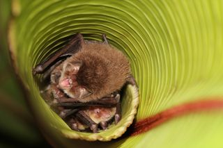 Spix's disc-winged bats roost