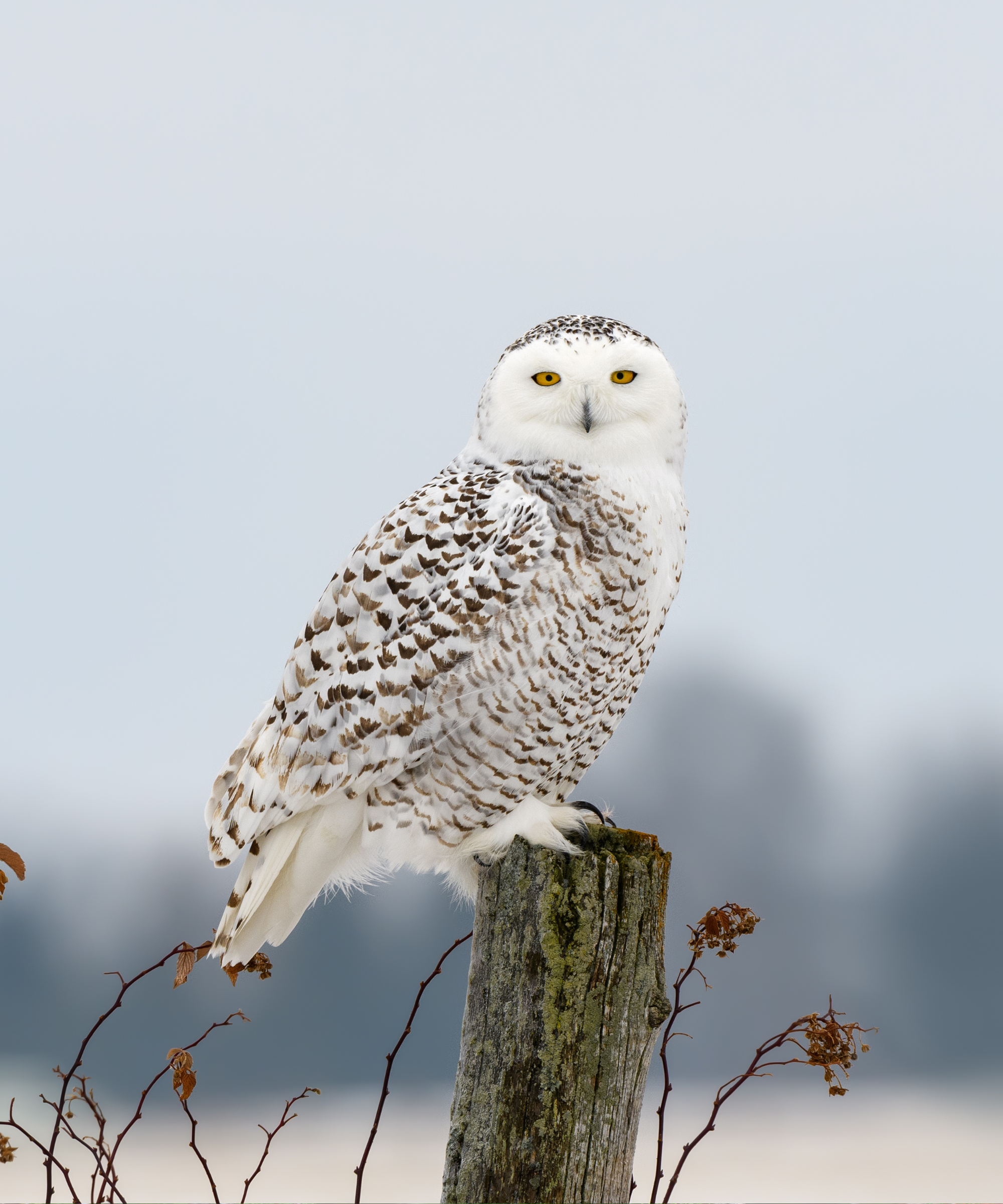 Female Snowy Owl Sitting on Fence Post, Portrait