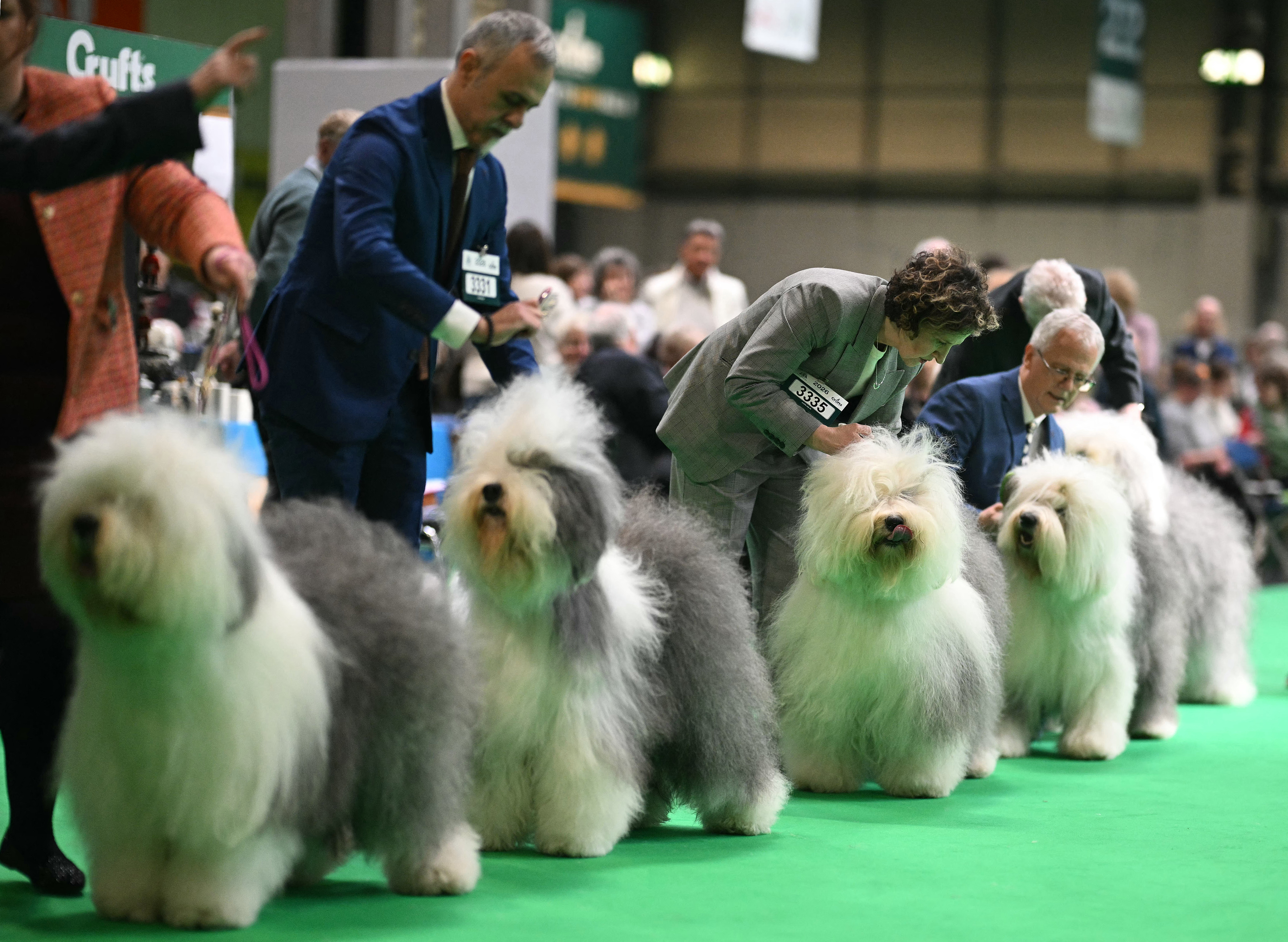Old English sheepdogs are assessed in the parade ring at Crufts, 2026.