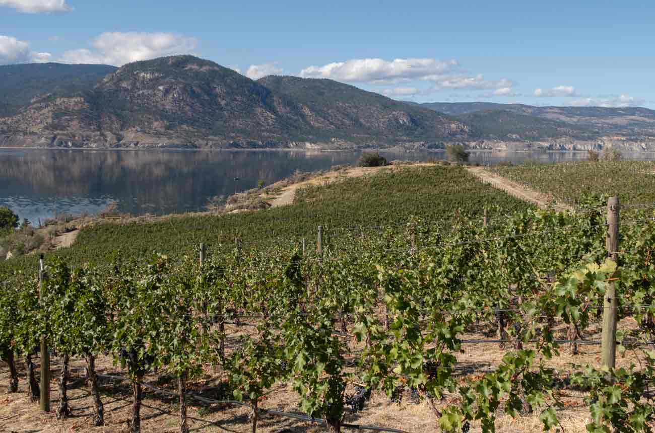 vineyards-Naramata-Bench-credit_Michaela-Morris.jpg