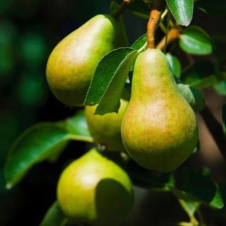 Bartlett Pear Tree