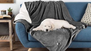 Dog on blanket on blue chair