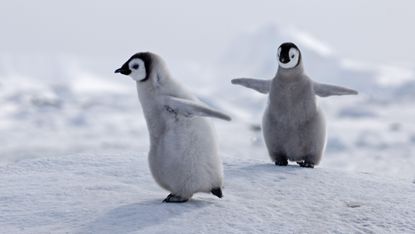 Emperor penguin chicks playing in the Antarctic ice