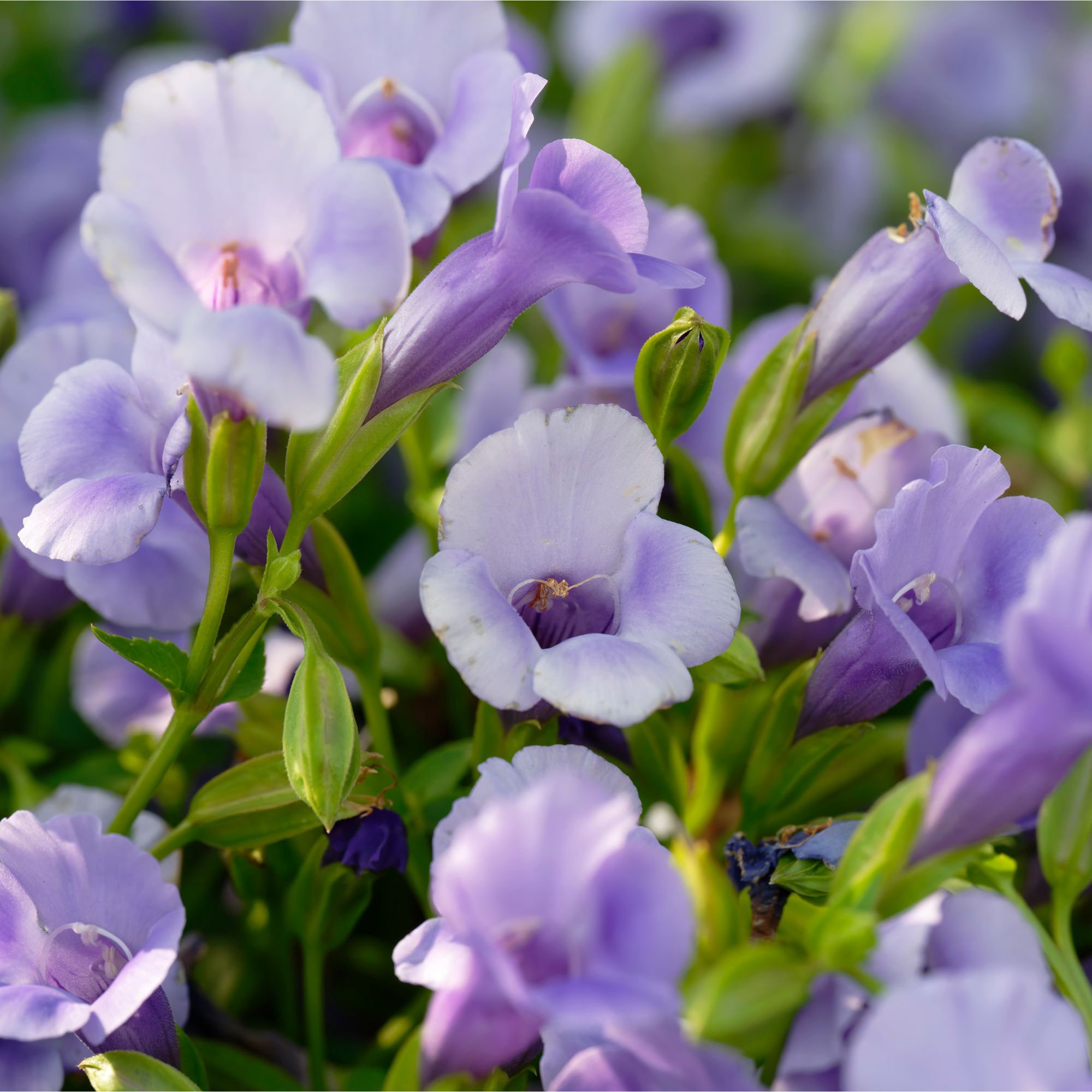 Purple flowering Torenia or wishbone flowers