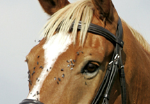 flies1.jpg