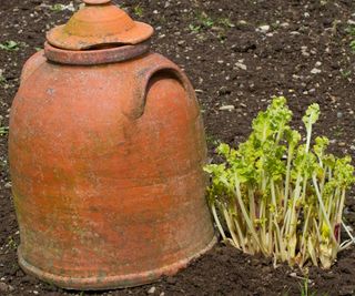 Sea kale growing next to a forcing pot