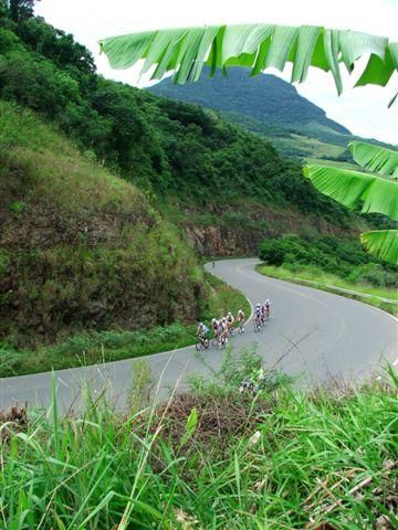 The lead group passes a batch of banana trees