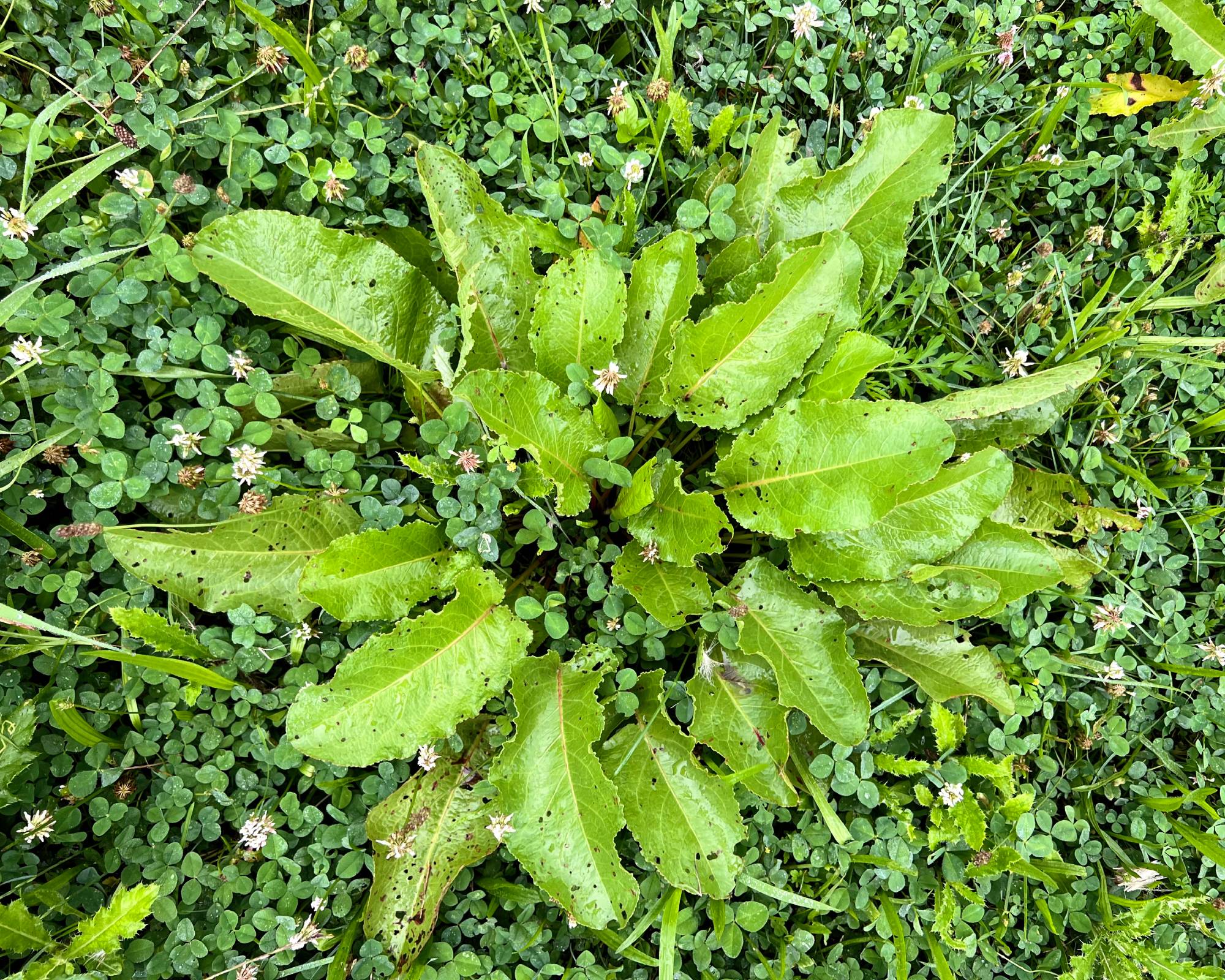 Bitter dock weed in lawn