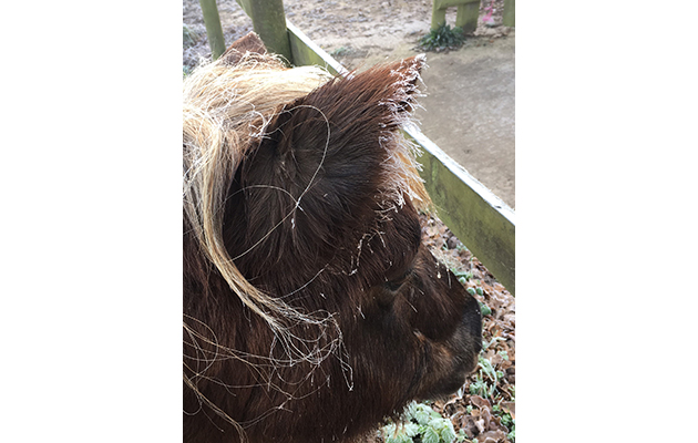 There are some frosty ears on Liz Jeffery&rsquo;s Shetland Ellie