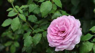 A pink rose on a bush in Portland, Oregon
