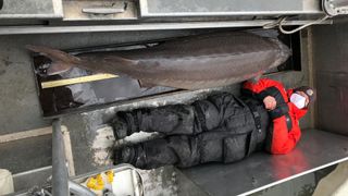 A member of the Alpena Fish and Wildlife Conservation Office survey crew lays down beside the 6 foot 10 inch lake sturgeon, which was pulled from the Detroit River.