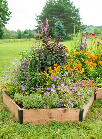 Butterflies garden