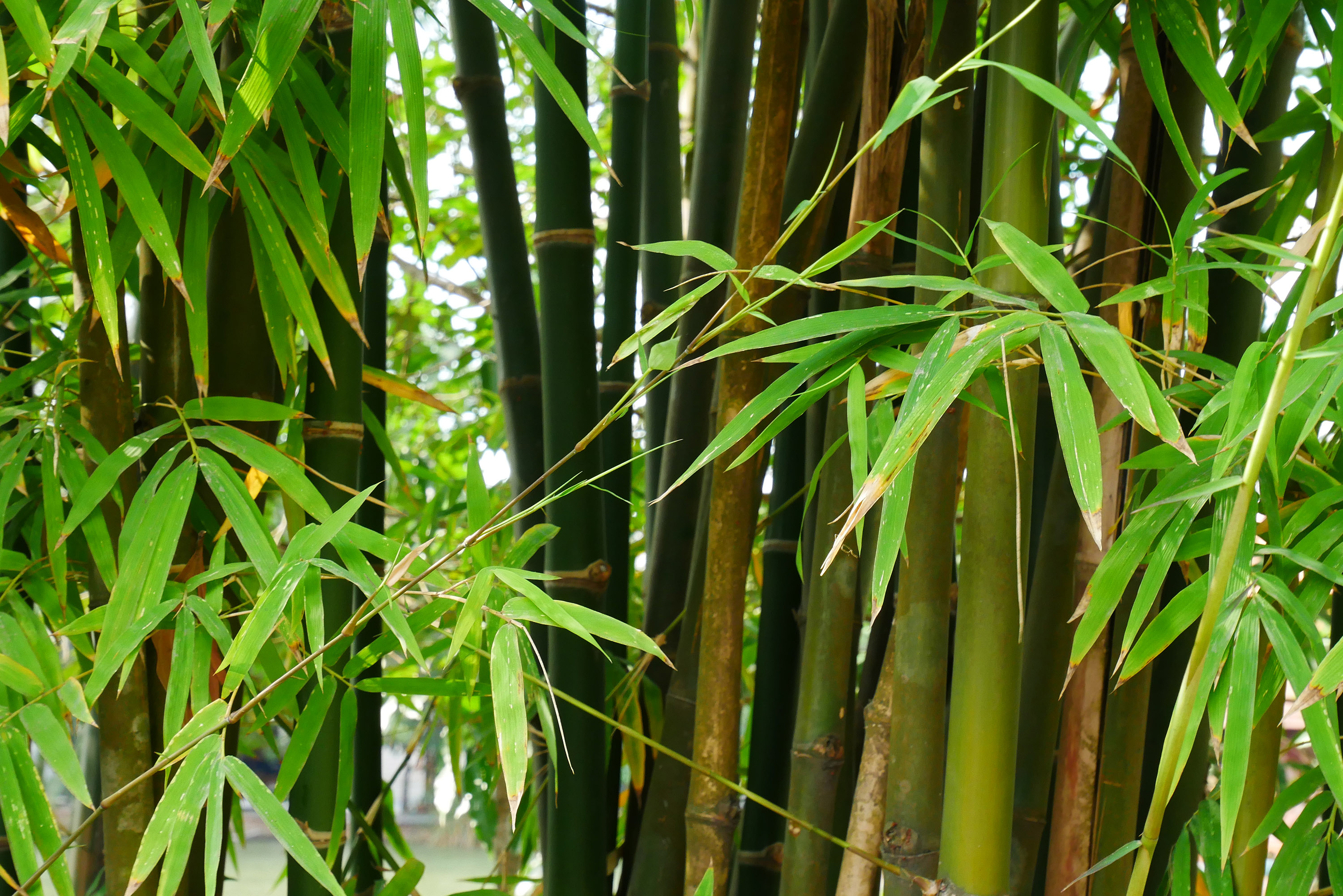 small Japanese garden ideas: bamboo