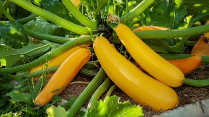 Yellow zucchini growing on a plant