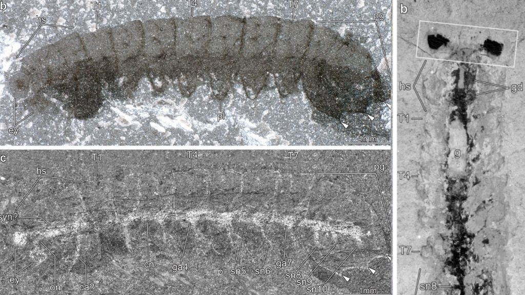 various fossils of the species Mollisonia symmetrica, a bug-like Cambrian arthropod