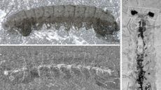 various fossils of the species Mollisonia symmetrica, a bug-like Cambrian arthropod