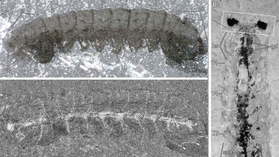 500 Million Year Old Bug Like Fossils Have Stunningly Preserved Nervous Systems Live Science 7919