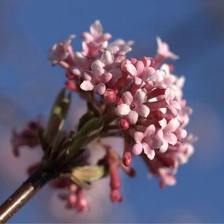 frost resistant and sweetly scented pink flowers of Viburnum x bodnantense Dawn, a winter flowering shrub, against blue sky