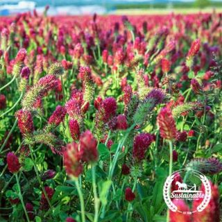 Crimson Clover Cover Crop Seeds