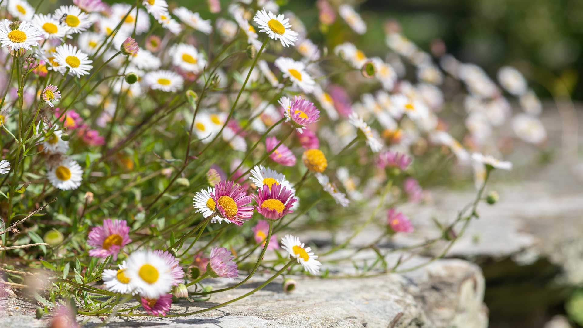erigeron flowering on stone wall