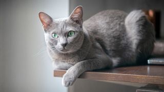 Grey Korat cat