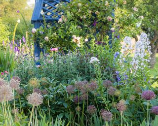 alliums, climbing roses, echinops planted by an arbour