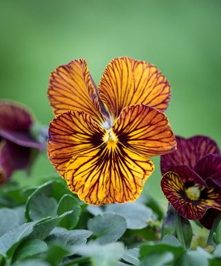 Viola cornuta ‘Tiger Eye Red’ F1