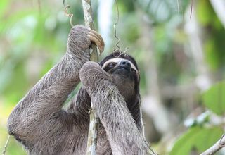 A three-toed sloth climbs a liana to the forest canopy. Lianas provide critical connections among trees to allow arboreal animals to move from tree to tree.