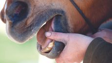 A horse with a person's thumb in an open mouth showing the lower incisors