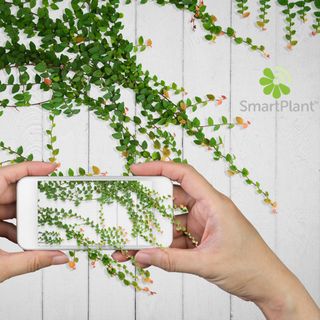 smartplant app is available for both ios and android