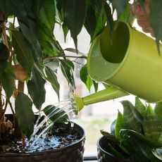 A watering can waters a potted tree