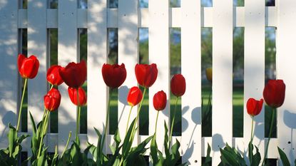 red tulips growing in front of a white picket fence
