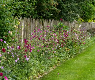 flower shrub display along edge of rail fence