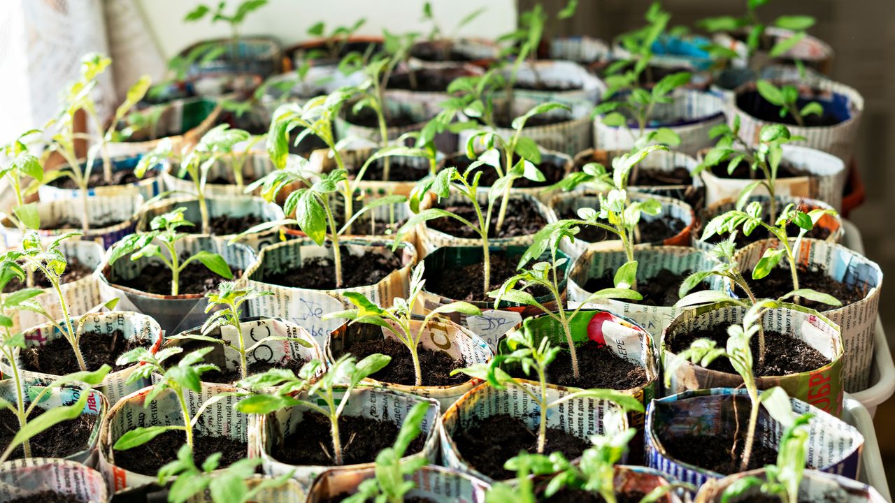 Newspaper seedling pots