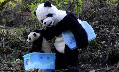 Releasing the first panda cubs of captive parents into the wild.