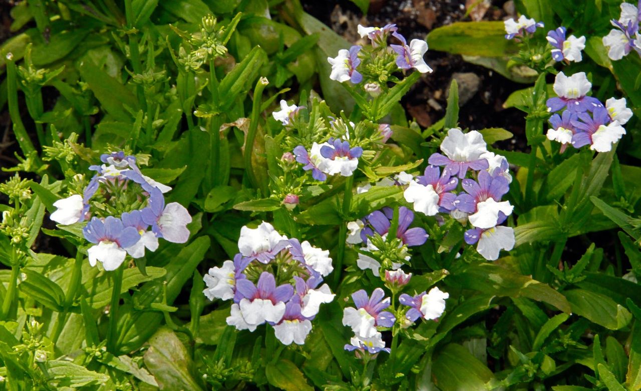 nemesia 1