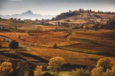 Nizza vineyard