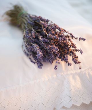 A bunch of lavender on a pillow