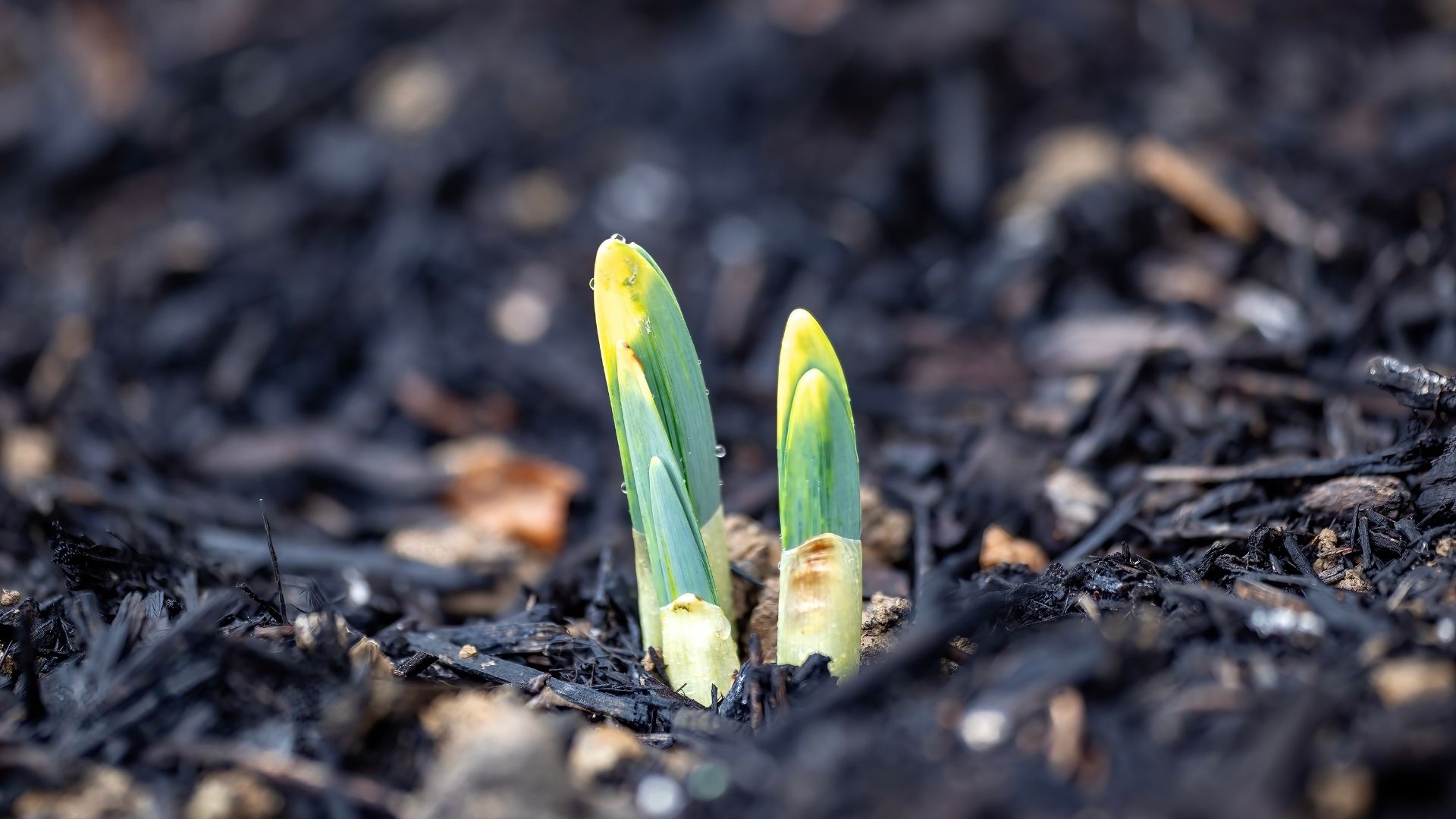 picture of daffodils growing up through the soil in garden