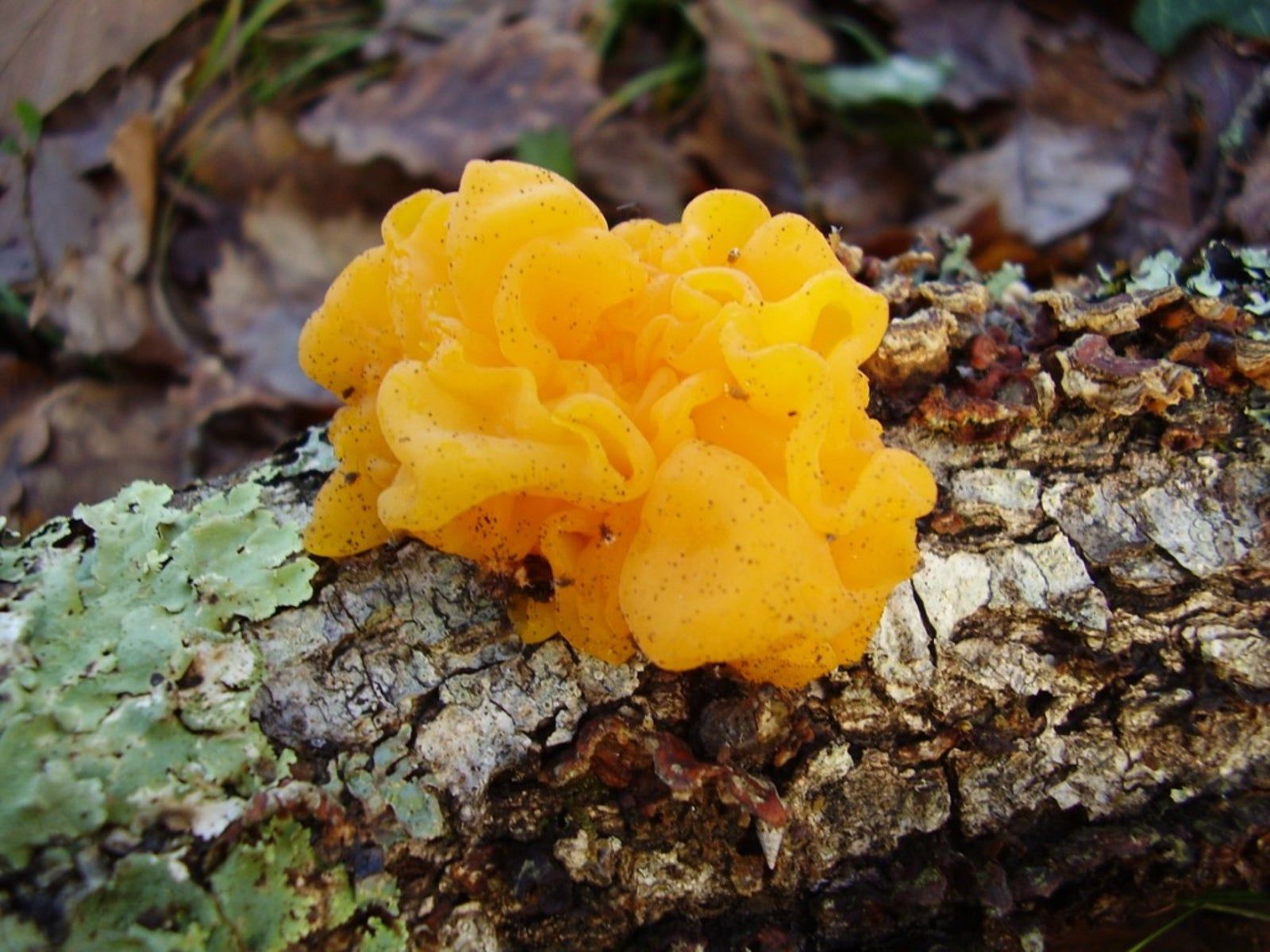 Jelly Like Fungi Info - What To Do For Jelly Fungus On Trees ...