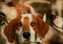 hounds1.jpg