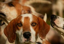 hounds1.jpg