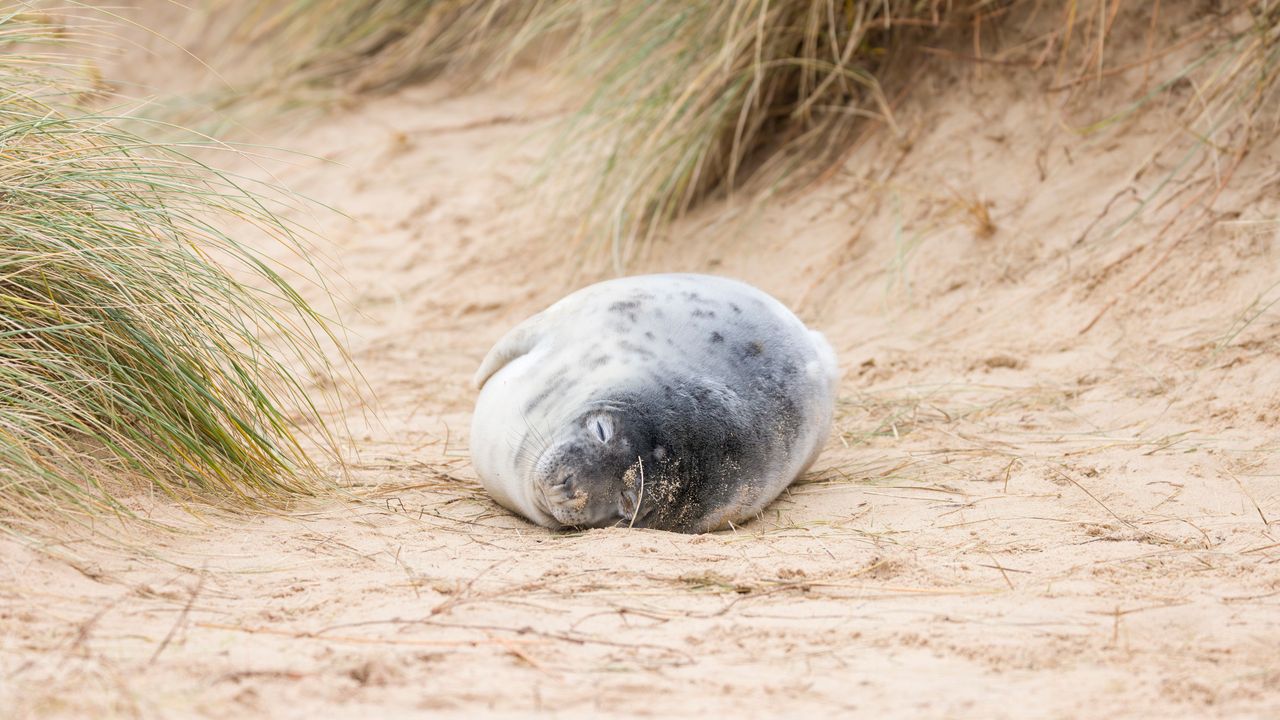 A grey seal pup