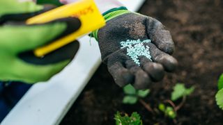 Woman holding slug pellets in gloved hand in garden