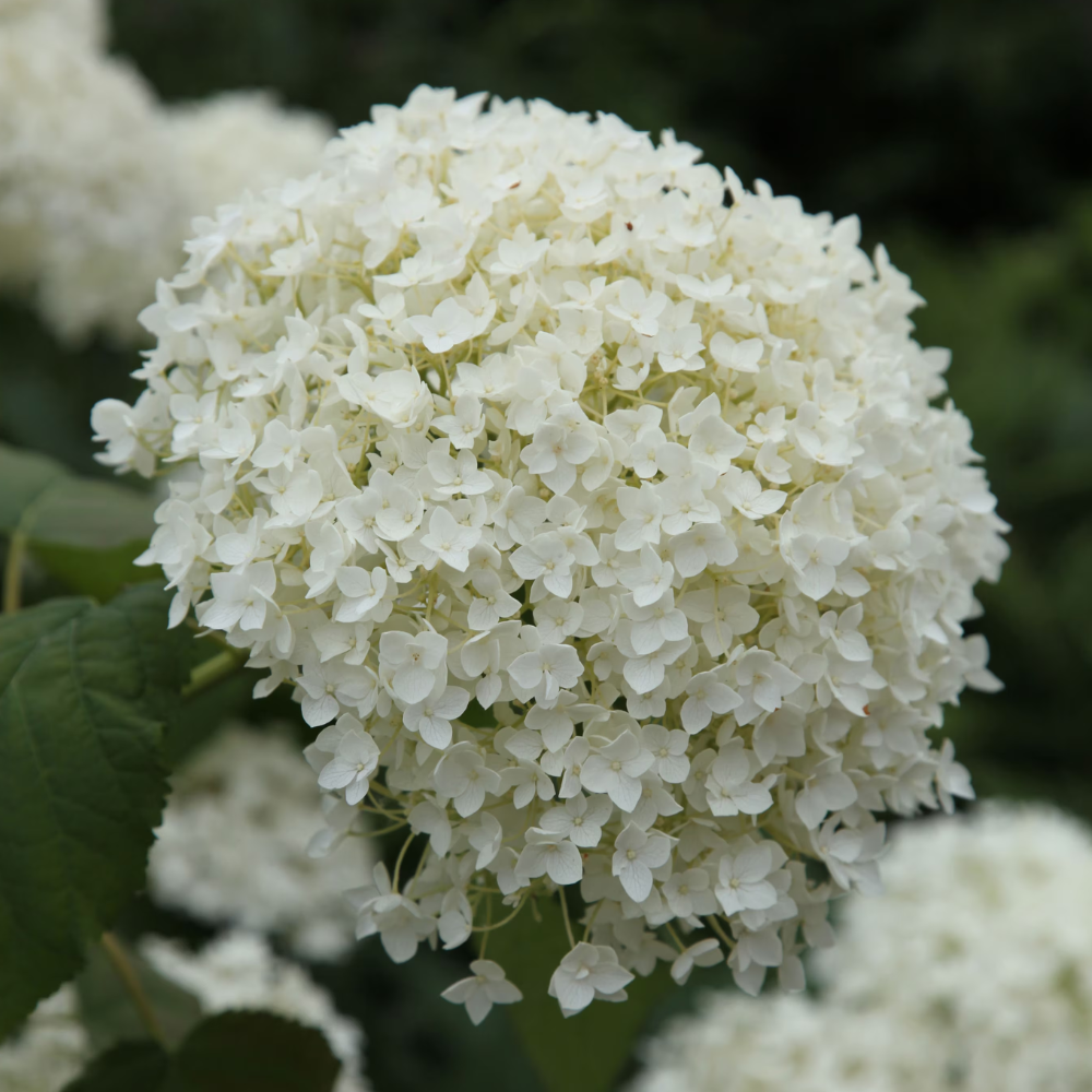Hydrangea aborescens 'Annabelle' from Crocus