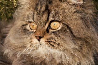 Hazel eyed Persian cat