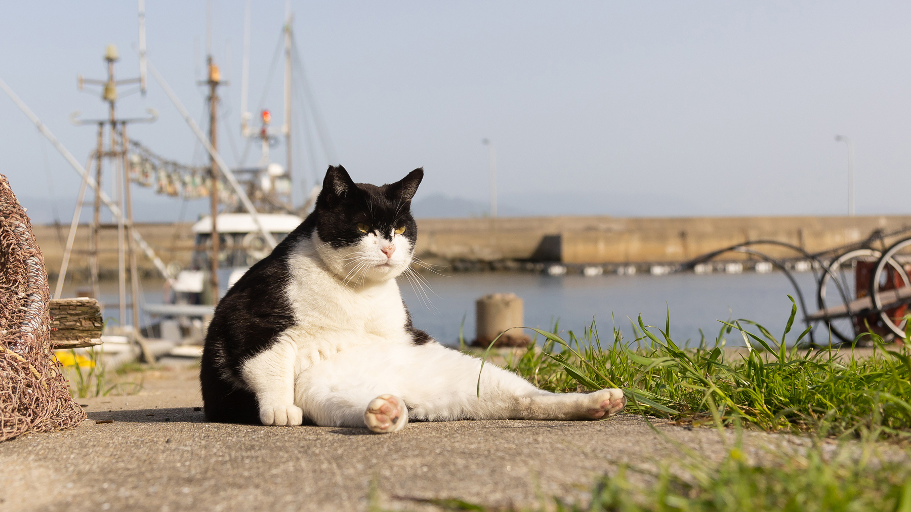 Comedy Pet Photo Awards 2023