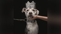 Pitbull wearing crown made of newpaper.