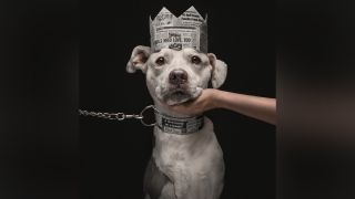 Does this pitbull look &ldquo;dangerous&rdquo; to you? &ldquo;No&rdquo; says 2026 International Dog Photographer of the Year