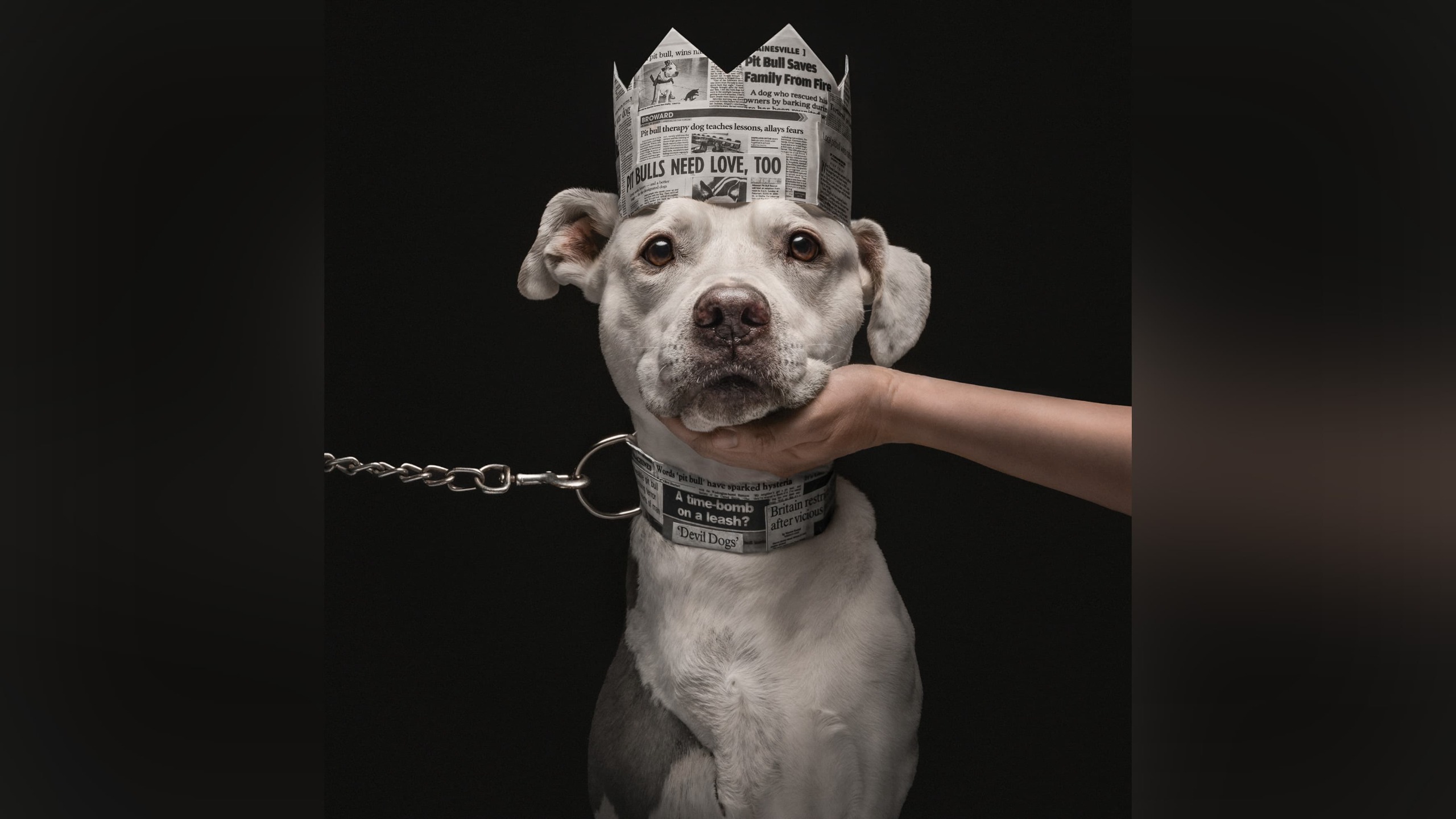 Pitbull wearing crown made of newpaper.